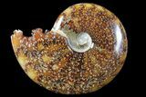 Polished, Agatized Ammonite (Cleoniceras) - Madagascar #94249-1